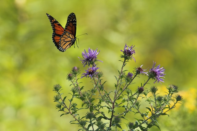 butterflies 