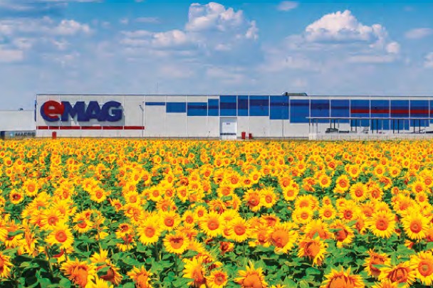 Emag sunflowers 