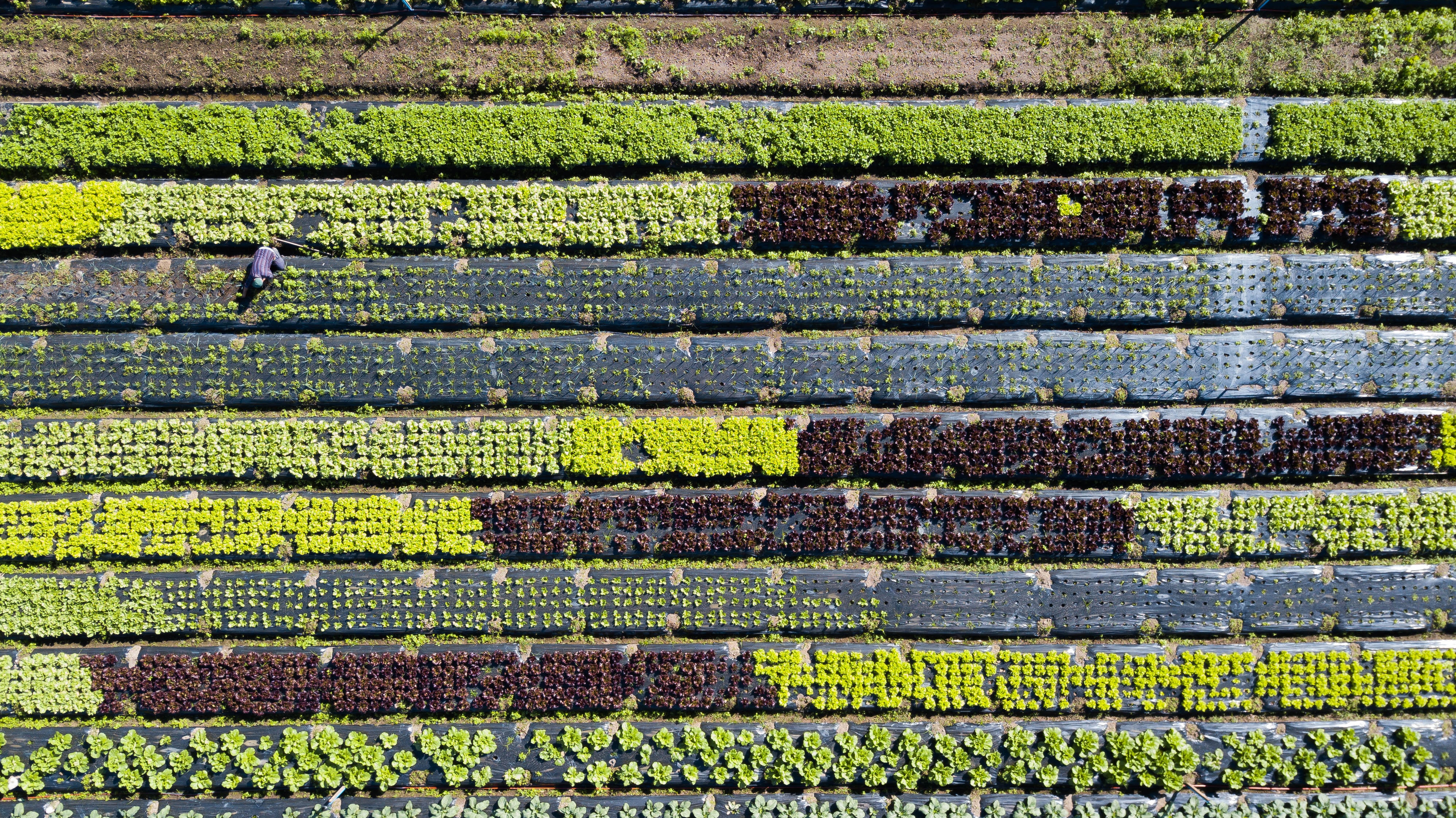 crops from above 