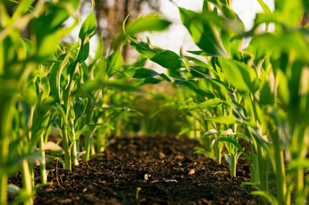 plants