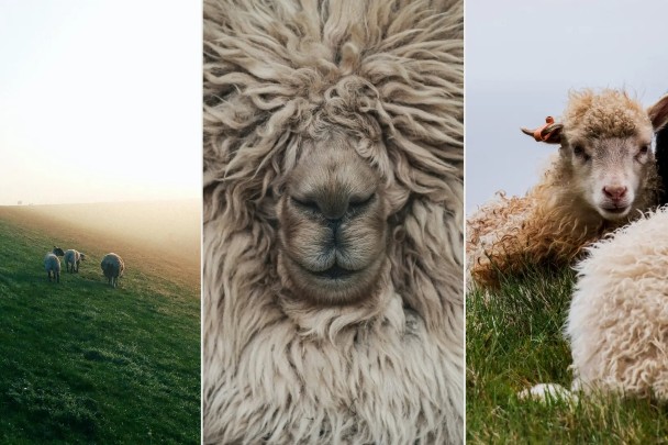 sheep