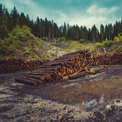 GS1 standards and the fight against deforestation 